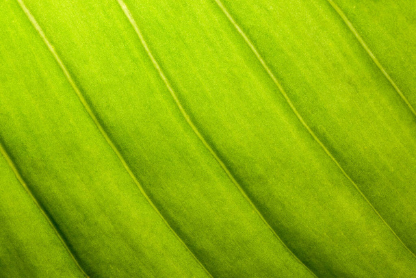 Fondo macro patrón de hojas verdes
 - Foto, imagen
