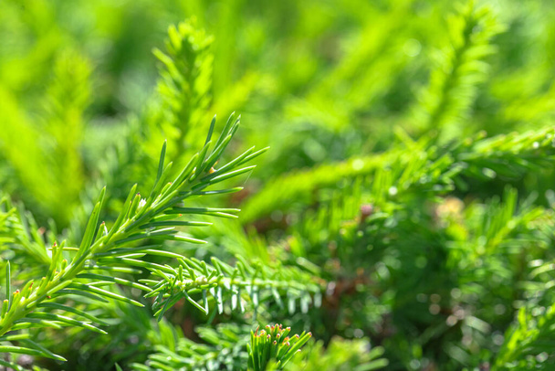 Background. Young sprigs of green fir for Christmas. - Photo, Image