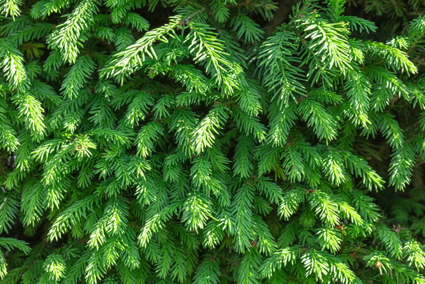 Background. Young sprigs of green fir for Christmas. - Photo, Image