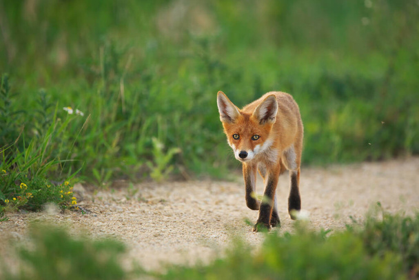 Young Red Fox - Vulpes Vulpes - Photo, Image
