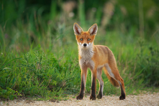 Mladá červená liška - Vulpes Vulpes - Fotografie, Obrázek