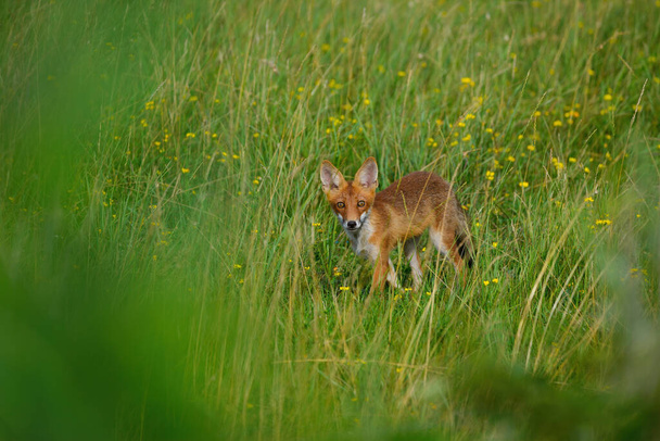 Mladá červená liška - Vulpes Vulpes - Fotografie, Obrázek