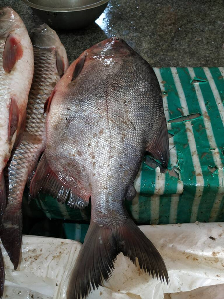 Крупный план различных видов индийских местных известных рыб в магазине для продажи - Фото, изображение