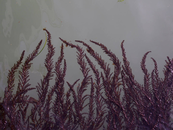 Frentes curvas de algas vermelhas roxas crescendo na superfície da água do mar parada
 - Foto, Imagem
