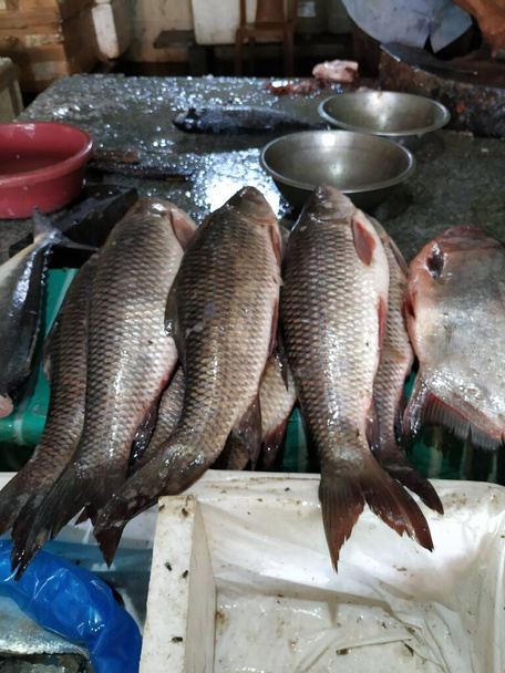 Bir Dükkanda Farklı Hint Yerli Ünlü Balıklar Dükkanının Kapanışı - Fotoğraf, Görsel