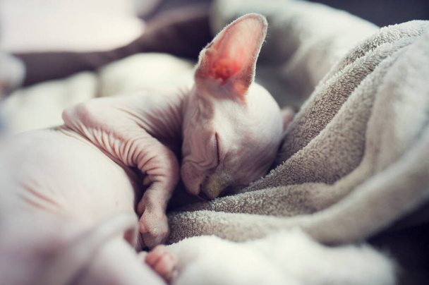 Szfinx cica szürke takaróban alszik. Meztelen szőrtelen antiallergén hazai macska tenyészt -val nagy fülek. Kicsi, fáradt, édes cica. - Fotó, kép