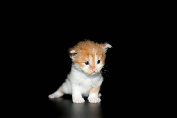 Pequeño gatito maine coon gato crianza. Un gatito ciego y sordo de unas semanas. la raza de gato grande más popular
. - Foto, imagen