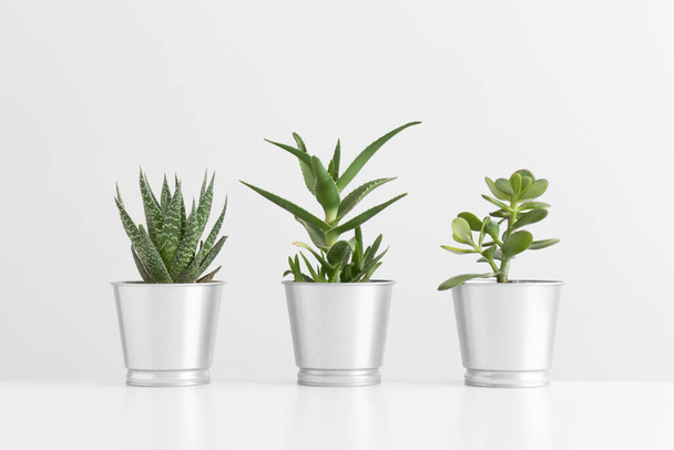 Différents types de cactus et une plante succulente dans des pots sur une table blanche. - Photo, image