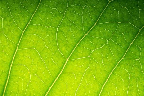 Tło makro wzór zielonych liści - Zdjęcie, obraz