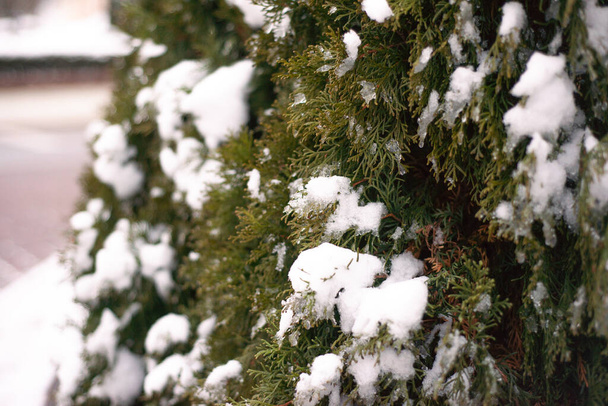Winter, grüne Thuja-Büsche mit weißem Schnee bedeckt - Foto, Bild