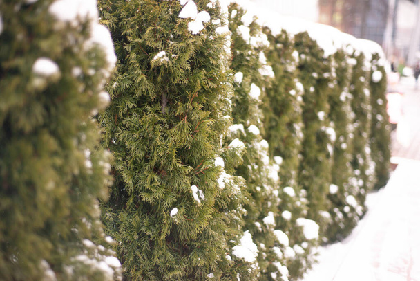 winter, green thuja bushes covered with white snow - Photo, Image