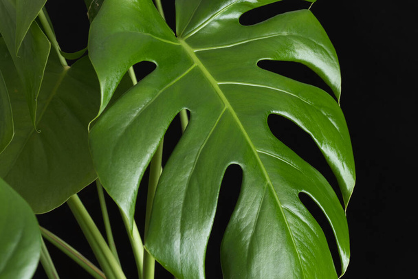 Monstera plant leaves on a black background. - Foto, immagini