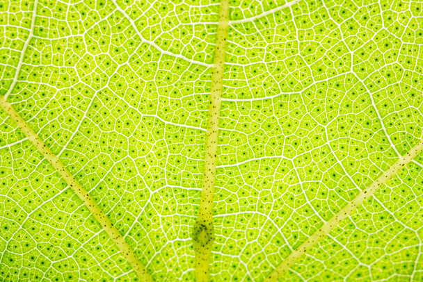 Vzor pozadí zelených listů - Fotografie, Obrázek