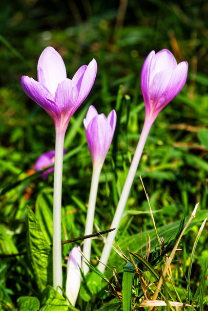 Colchicum syksy - syksyn kukka - Valokuva, kuva