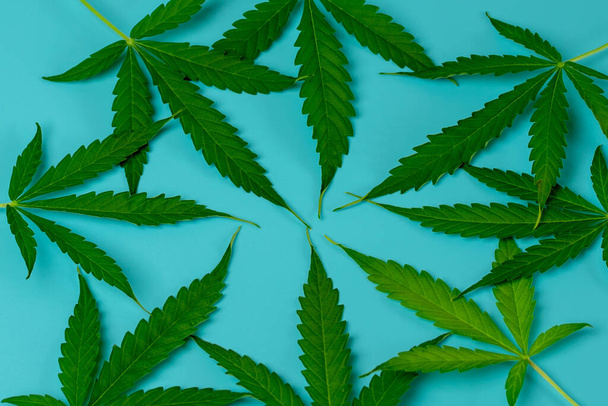 Kenevir yaprakları daireler çiziyor. Mavi arka plan. Marihuana yeşil yaprağının üst görüntüsü. Ot tasarla - Fotoğraf, Görsel