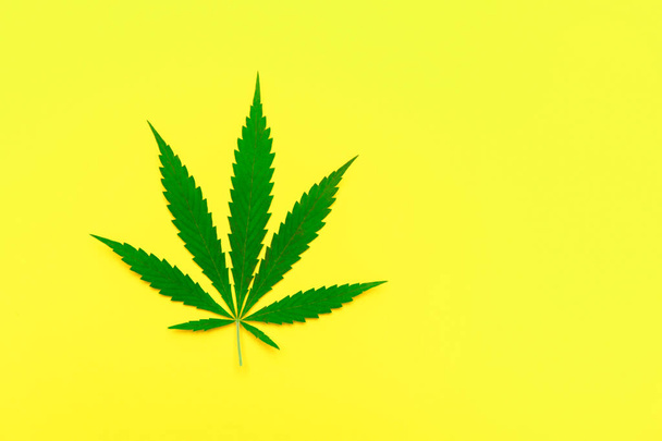 黄色の背景に孤立した麻や大麻の葉。ハーブ代替医療の概念。トレンディフラットレイアウトミニマリズムバナー - 写真・画像
