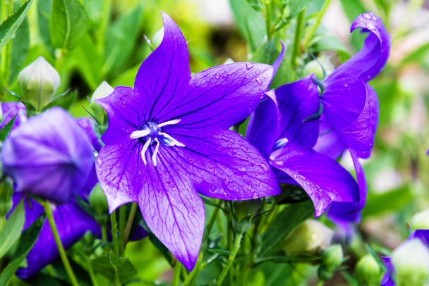 Platycodon grandiflorus violet blue flower - Photo, Image