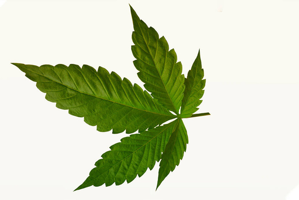 Hoja de cannabis, marihuana aislada sobre fondo blanco - Foto, imagen