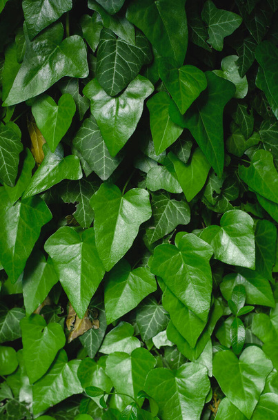 Vihreä muratti Hedera kiiltävät lehdet - Valokuva, kuva