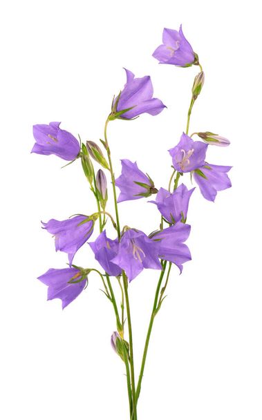 Violetti kello kukka eristetty valkoisella pohjalla. Kaunis kukkiva kimppu - Valokuva, kuva