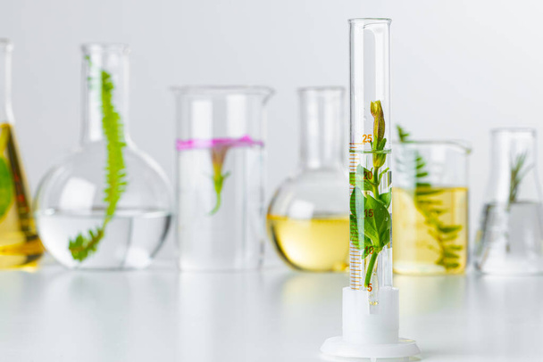 Plants in laboratory glassware. Skincare products and drugs chemical researches concept - Photo, image