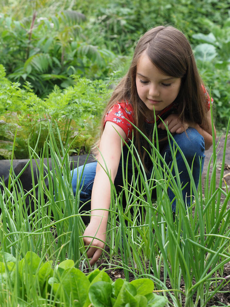 Μια όμορφη νεαρή κοπέλα με μακριά μαλλιά εργάζεται σε ένα μικρό λαχανόκηπο. - Φωτογραφία, εικόνα