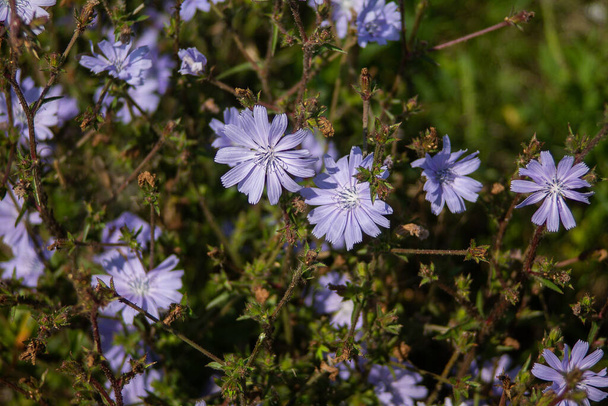 Багато блакитних квітів, сфотографованих в природі
. - Фото, зображення