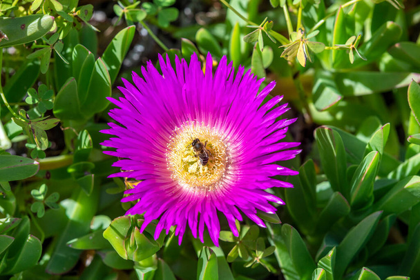 pszczoła poszukuje nektaru w kwitnącym fioletowym kwiatku - Zdjęcie, obraz