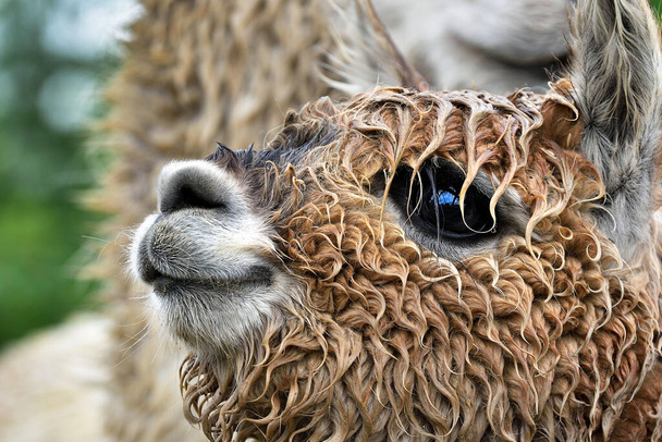 Het hoofd detail van kleine schattige Lama alpaca. Natte alpaca snuit. Lachend harig dier. - Foto, afbeelding