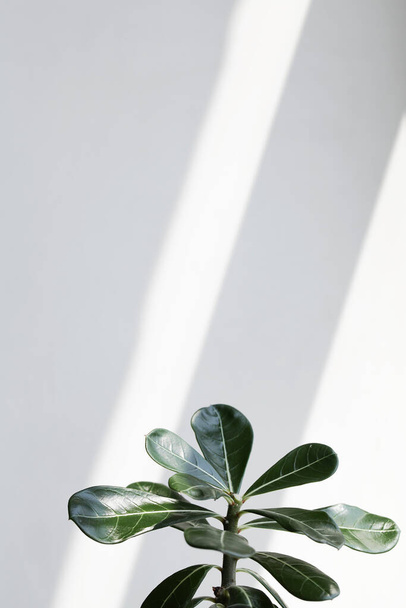 zelené listy adenium na bílém pozadí se slunečním světlem. - Fotografie, Obrázek