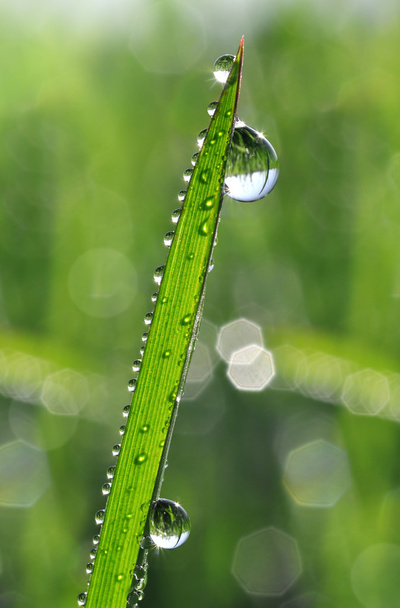 dew drops - Photo, Image