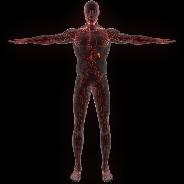 Sistema interno humano Anatomía de los ganglios linfáticos. 3D - Foto, Imagen