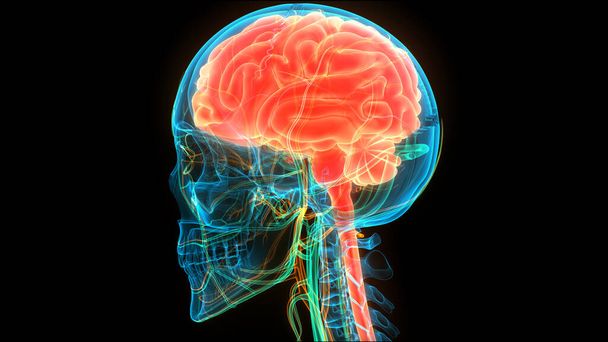 Organo centrale del sistema nervoso umano Anatomia cerebrale. 3D - Foto, immagini