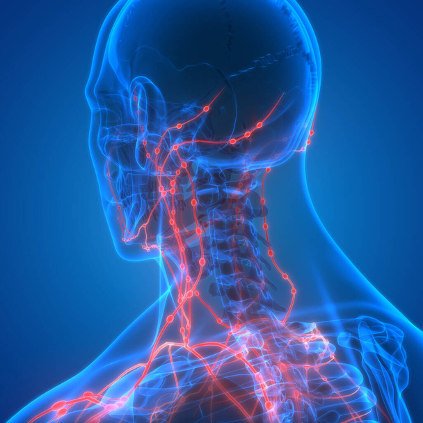 Ihmisen sisäinen järjestelmä Imusolmukkeet Anatomia. 3D - Valokuva, kuva