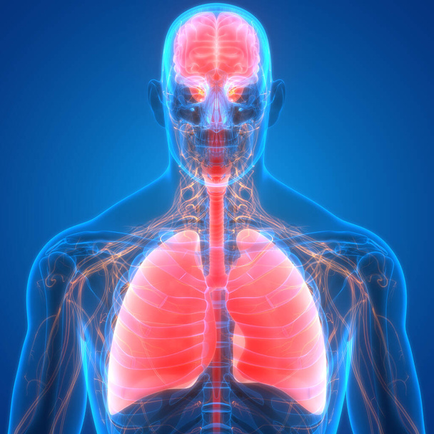 Emberi test szervek (tüdő) 3D - Fotó, kép