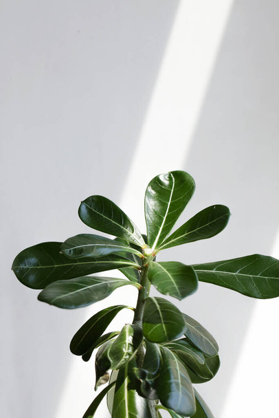 green leaves adenium on white background with sunlight. - Photo, image
