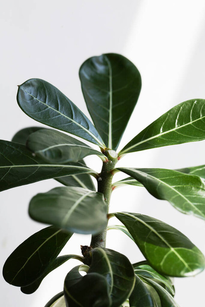grüne Blätter Adenium auf weißem Hintergrund mit Sonnenlicht. - Foto, Bild