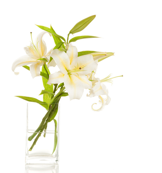 Bouquet of white lilies - Photo, Image
