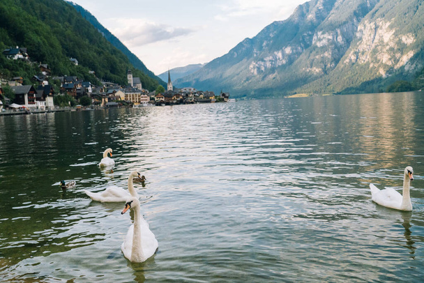 Austria, Hallstatt UNESCO historical village. Scenic picture-postcard view of famous alps resort mountain village in the Austrian Alps in Salzkammergut area at beautiful light in summer. Swans on lake - Photo, image