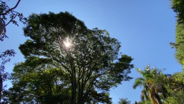 Belle vue sur les rayons du soleil entre les feuilles du sommet de l'arbre - Séquence, vidéo