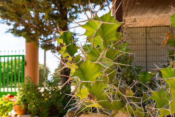 Duży zielony kaktus z dużymi suchymi cierniami rośnie w ogrodzie klasztoru karmelitów Deir Al-Mukhraqa w północnym Izraelu - Zdjęcie, obraz