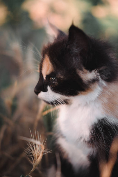 Чарівний маленький чорно-червоний і білий кошеня. Невеликий пухнастий кошеня триколор. Кошеня гуляє в природі, сидить на траві і позує. Домашній молодий трикольоровий кіт
. - Фото, зображення
