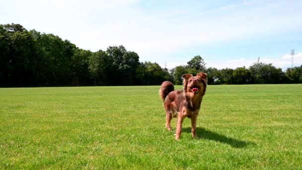 Pequeño, lindo, hermoso perro marrón saltando para atrapar su pelota de goma. El dueño lo sostiene en alto, y el perro salta casi fuera de cuadro, y finalmente corre tras la pelota, cuando el dueño la lanza. El perro está jugando en un gran campo de hierba
 - Metraje, vídeo