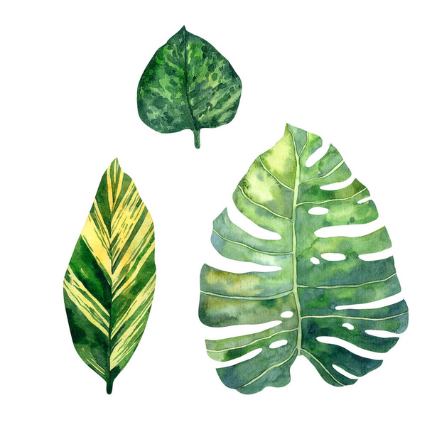 High quality hand-drawn watercolor tropical leaves of monstera, dracaena and philodendron - Φωτογραφία, εικόνα