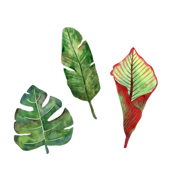 Hand-drawn watercolor tropical leaves in high quality. Concept for drawing up designs, cards, stickers, invitations - Fotó, kép