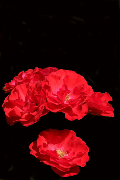 Tres rosas rojas con fondo negro
. - Foto, Imagen