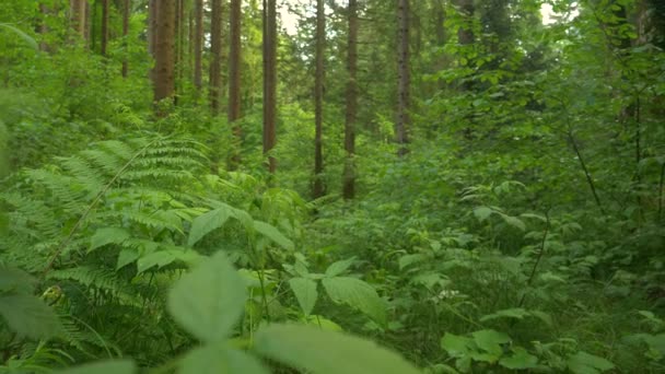 CLOSE UP: Dense undergrowth covers the ground of a quiet forest in Logar Valley. - Footage, Video
