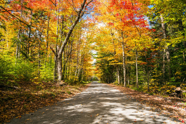 Estrecha la pista a través de un colorido bosque en una soleada mañana de otoño. Impresionantes colores de otoño. Groton State Forest, VT, Estados Unidos
. - Foto, Imagen