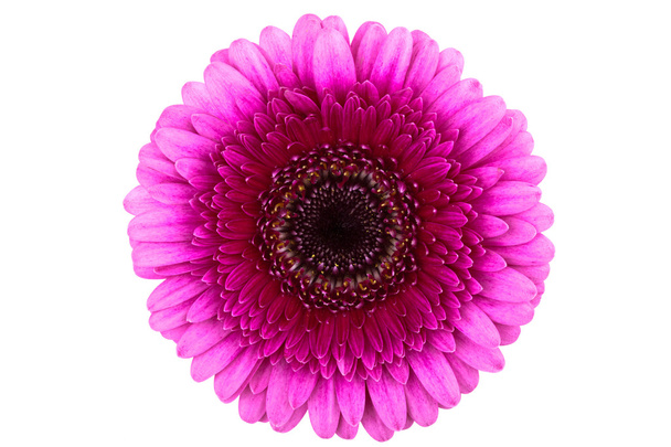 Ідеальний рожевий Гербер ромашки - Фото, зображення