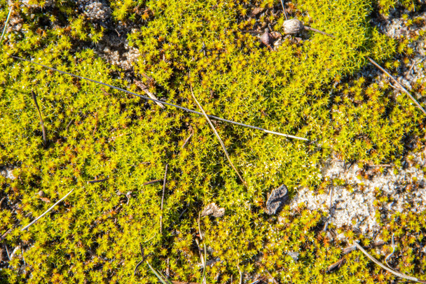 Texture of the green moss for background - Photo, Image